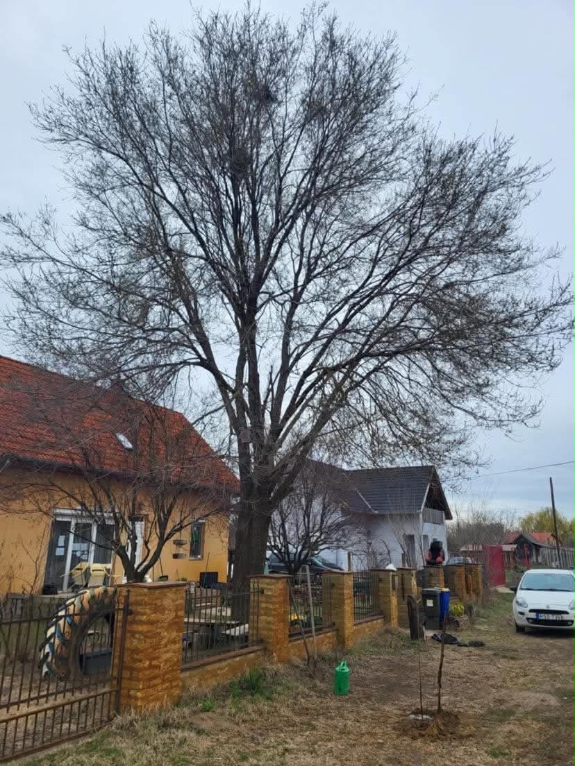 Nagyméretű fa gallyazás előtt